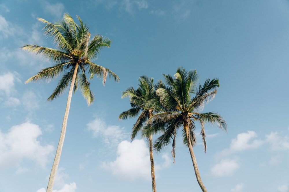 Palmbomen